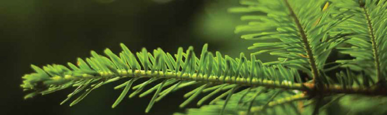 Pine branch